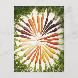 Rainbow Multicolored Carrots Postcard