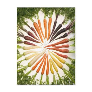 Rainbow Multicolored Carrots Postcard