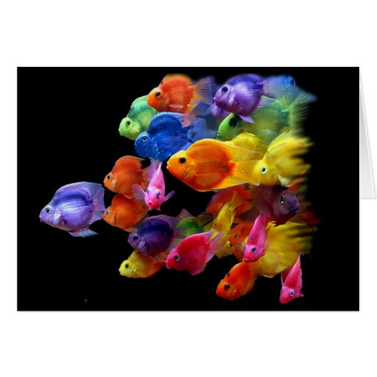 Rainbow of Parrotfish Cards (Front Horizontal)