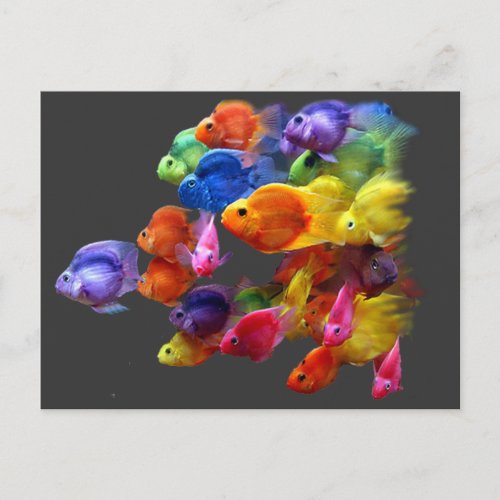 Rainbow of Parrotfish Postcard