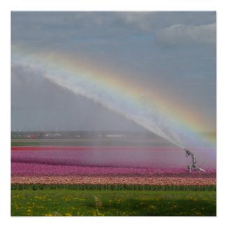 Rainbow over Tulips Field Poster