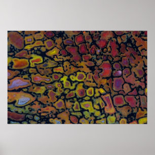 Rainbow Petrified Dinosaur Bone Poster