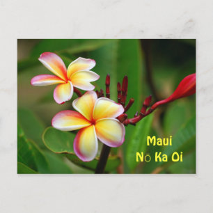 Rainbow Plumeria Flowers, Maui Nō Ka Oi Postcard