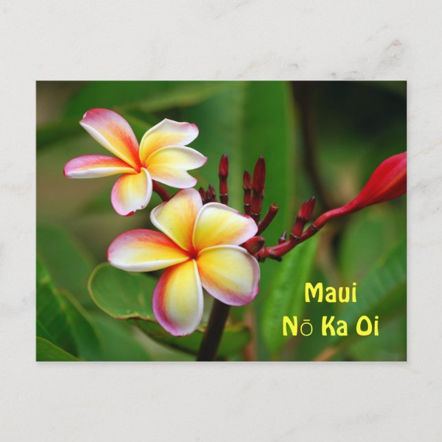 Rainbow Plumeria Flowers, Maui Nō Ka Oi Postcard (Front)