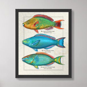 Rainbow, Queen, and Stoplight Parrotfish Framed Art