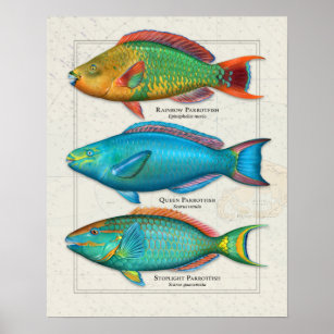 Rainbow, Queen, and Stoplight Parrotfish Poster
