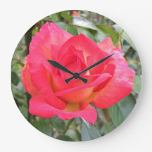 Rainbow Rose
