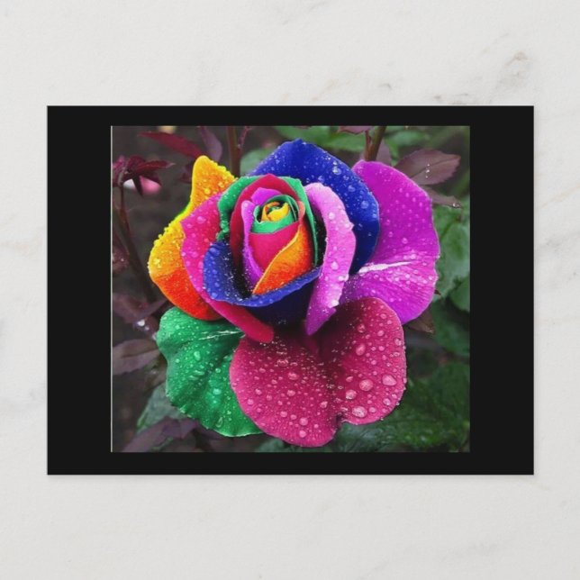 Rainbow Rose Postcard (Front)