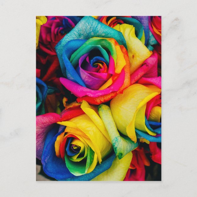 Rainbow Roses Postcard (Front)