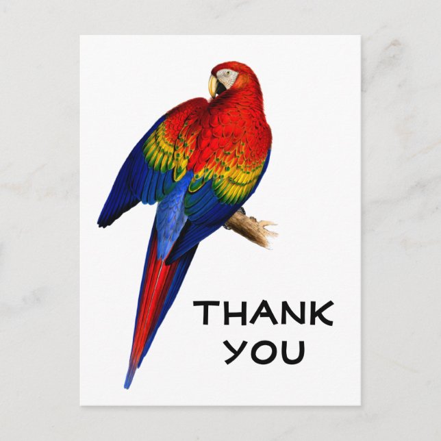 Rainbow Scarlet Macaw Rain Forest Bird Thank You Postcard (Front)