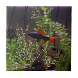 Rainbow Shark Pic Ceramic Tile