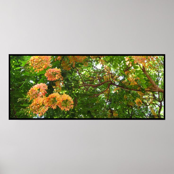 Rainbow Shower Tree Hawaii Poster Prints | Zazzle