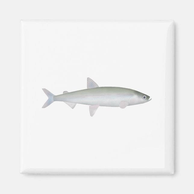 Rainbow Smelt Magnet (Front)