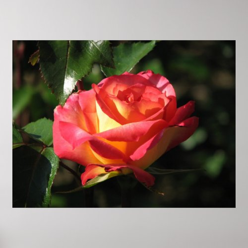 Rainbow Sorbet Floribunda Rose 136 Poster