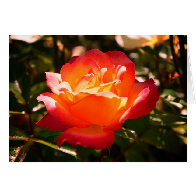 Rainbow Sorbet Rose #5 Card (Front Horizontal)