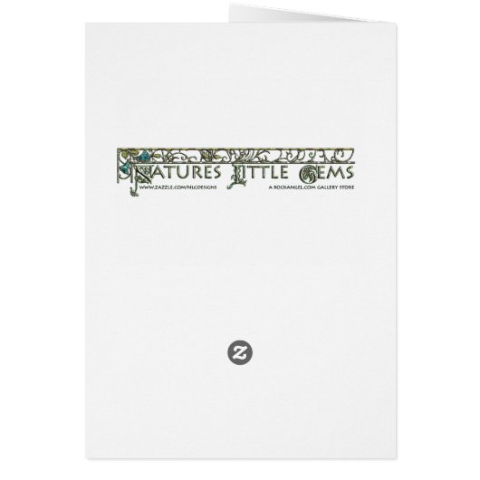 Rainbow Stag Beetle (Back)