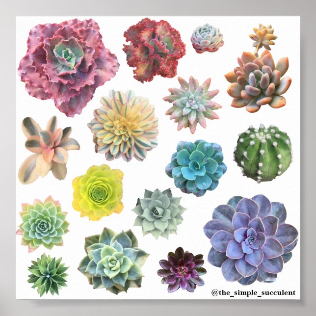 Rainbow Succulent Print (Front)