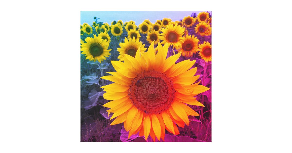 Rainbow Sunflower