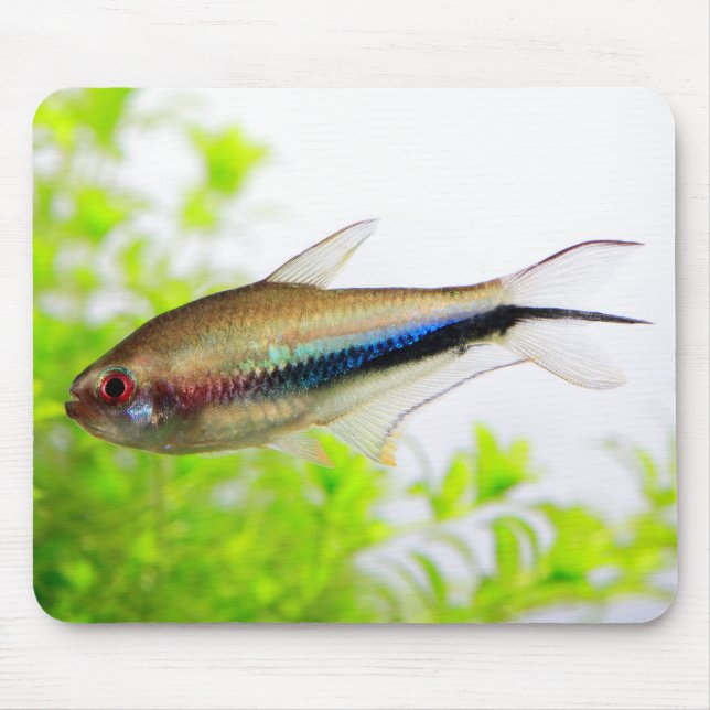 Rainbow Tetra Mouse Pad (Front)