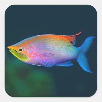 Rainbow Tropical Fish Square Stickers by LATENA at Zazzle
