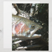 Rainbow trout (Front/Back)