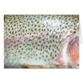 Rainbow trout cards (Front Horizontal)