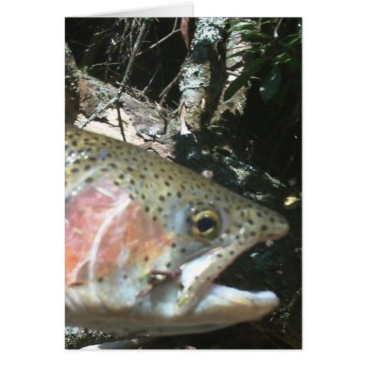 Rainbow trout cards (Front)