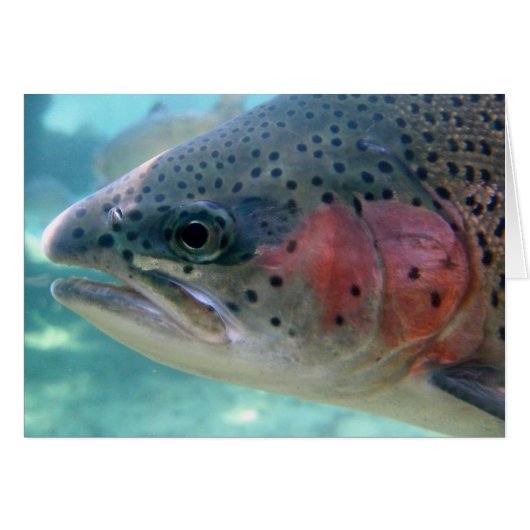 Rainbow Trout Cards (Front Horizontal)