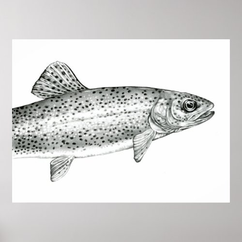 Rainbow Trout Drawing Poster