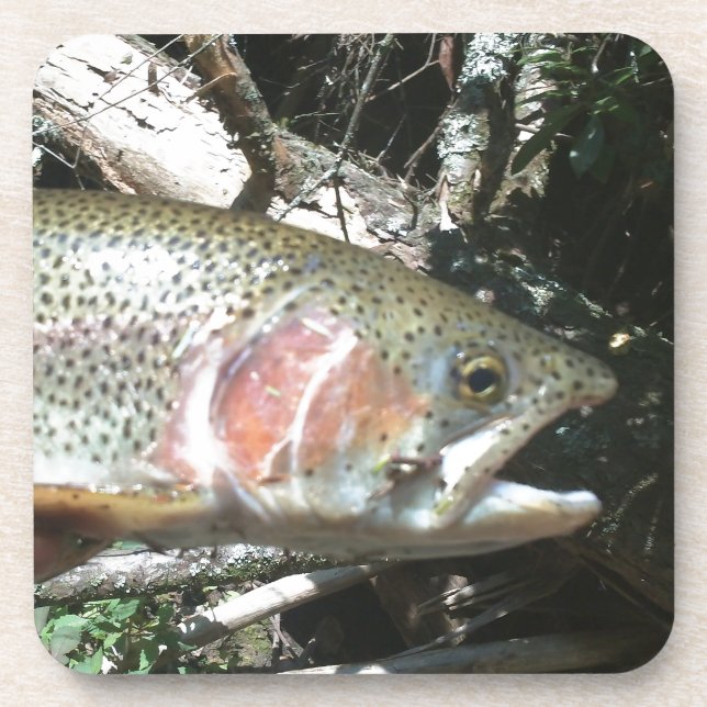 Rainbow trout drink coaster (Front)