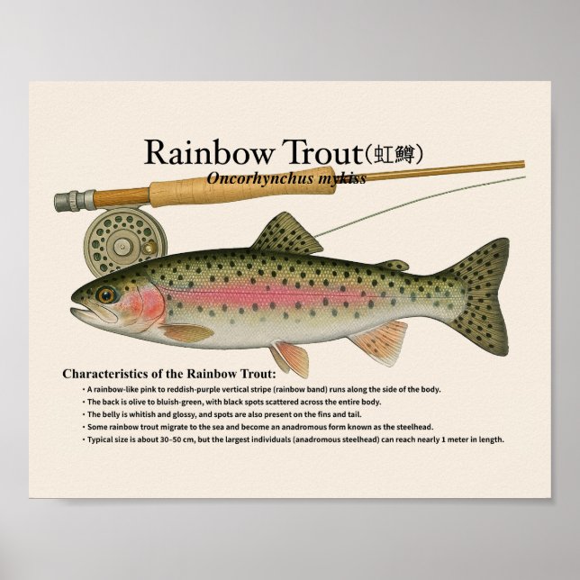 Rainbow Trout – English Art Print (Front)