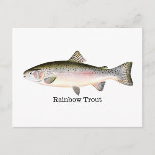 Vintage Rainbow Trout Fisherman Fishing for Fish Postcard