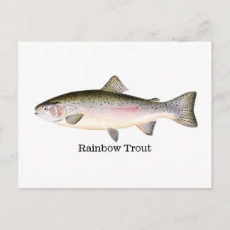 Rainbow Trout Fish Postcard