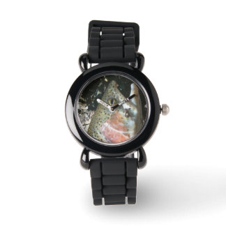 Rainbow trout, fly fishing watch