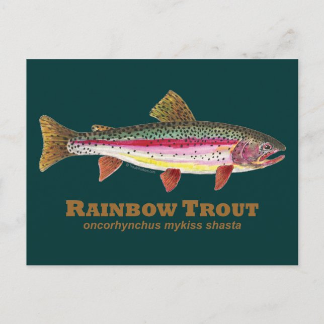 Rainbow Trout Latin Postcard (Front)