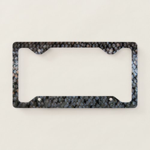 Rainbow Trout License Plate Frame