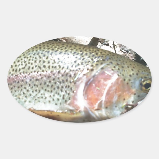 Rainbow trout oval sticker (Front)