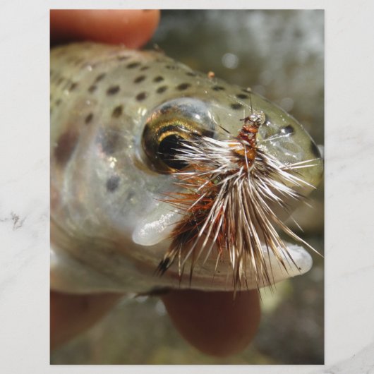 Rainbow Trout photo (Front)