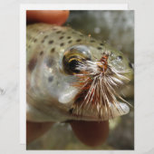 Rainbow Trout photo (Front/Back)