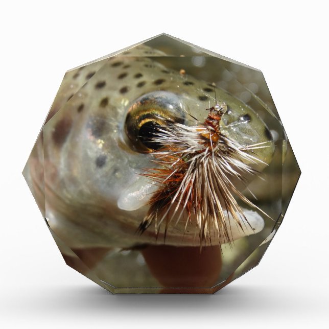 Rainbow Trout photo Acrylic Award (Front)