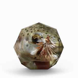 Rainbow Trout photo Acrylic Award