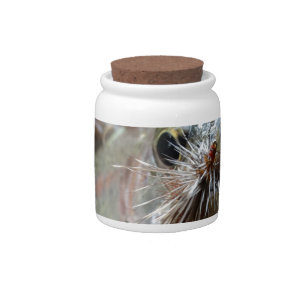 Rainbow Trout photo Candy Jar