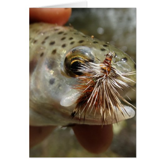 Rainbow Trout photo Cards (Front)