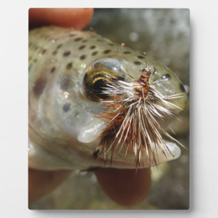 Rainbow Trout photo Plaque