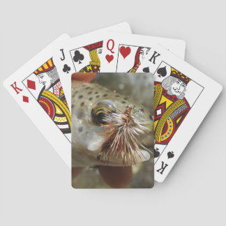 Rainbow Trout photo Poker Cards