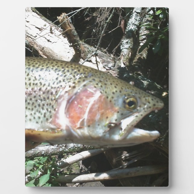 Rainbow trout plaque (Front)
