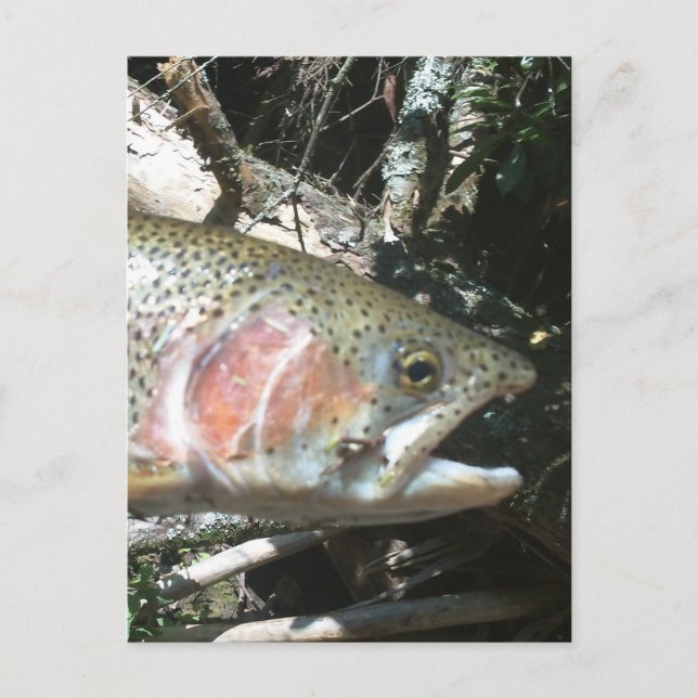 Rainbow trout postcard (Front)
