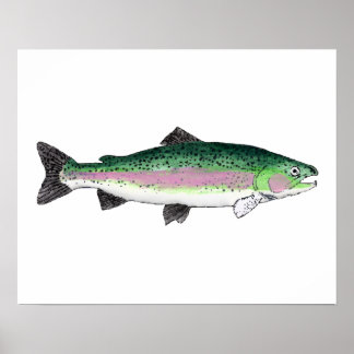 Rainbow Trout Poster