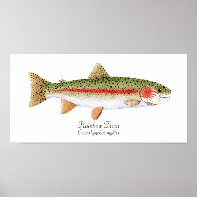 Rainbow Trout Poster (Front)