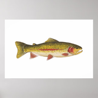 Rainbow Trout Poster